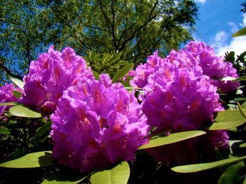 BLÜTEN