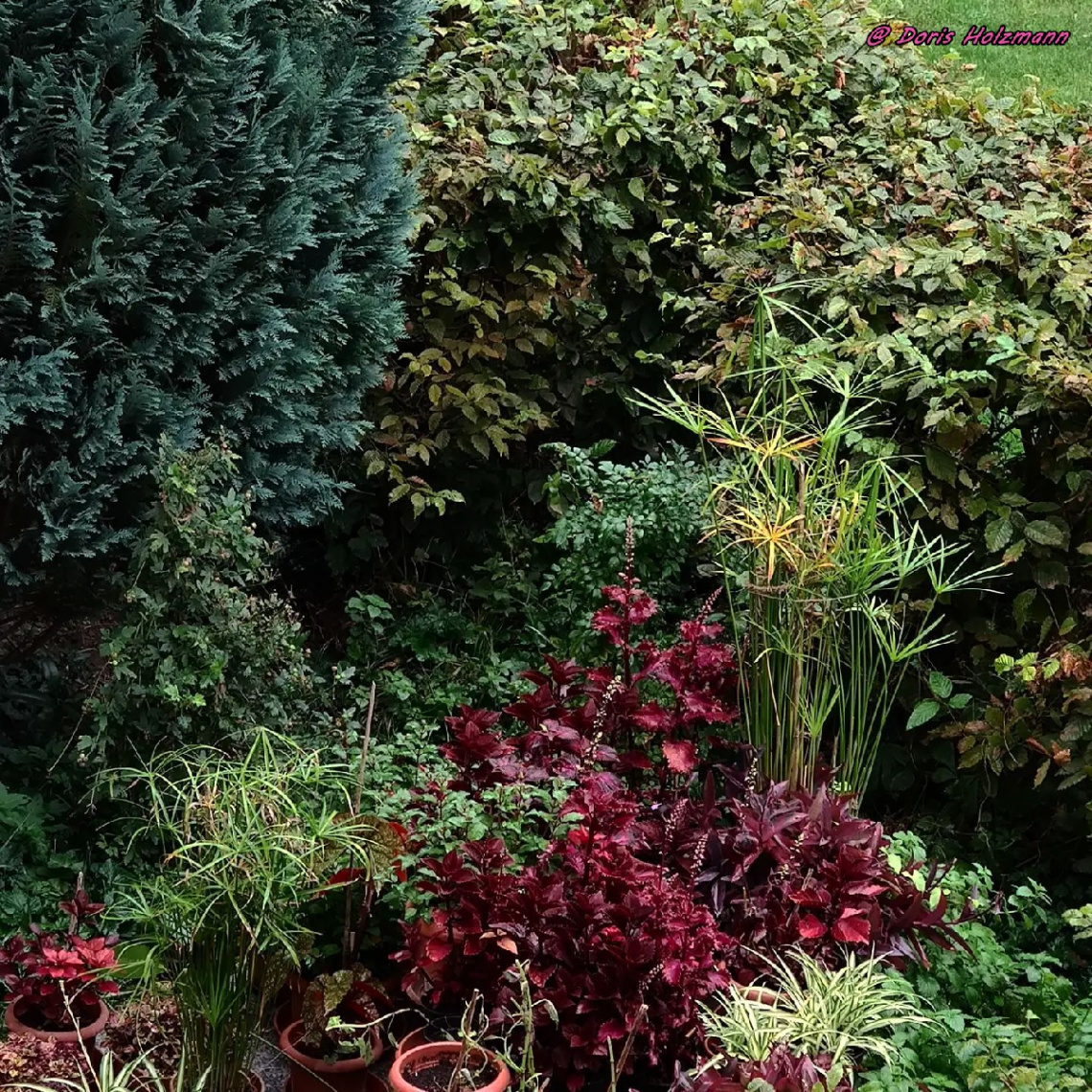 in neighbours garden