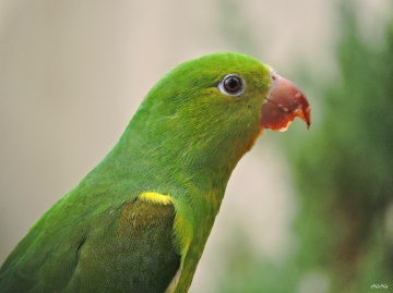 Periquito