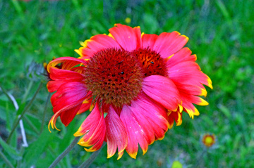 BLÜTEN