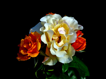 BLÜTEN