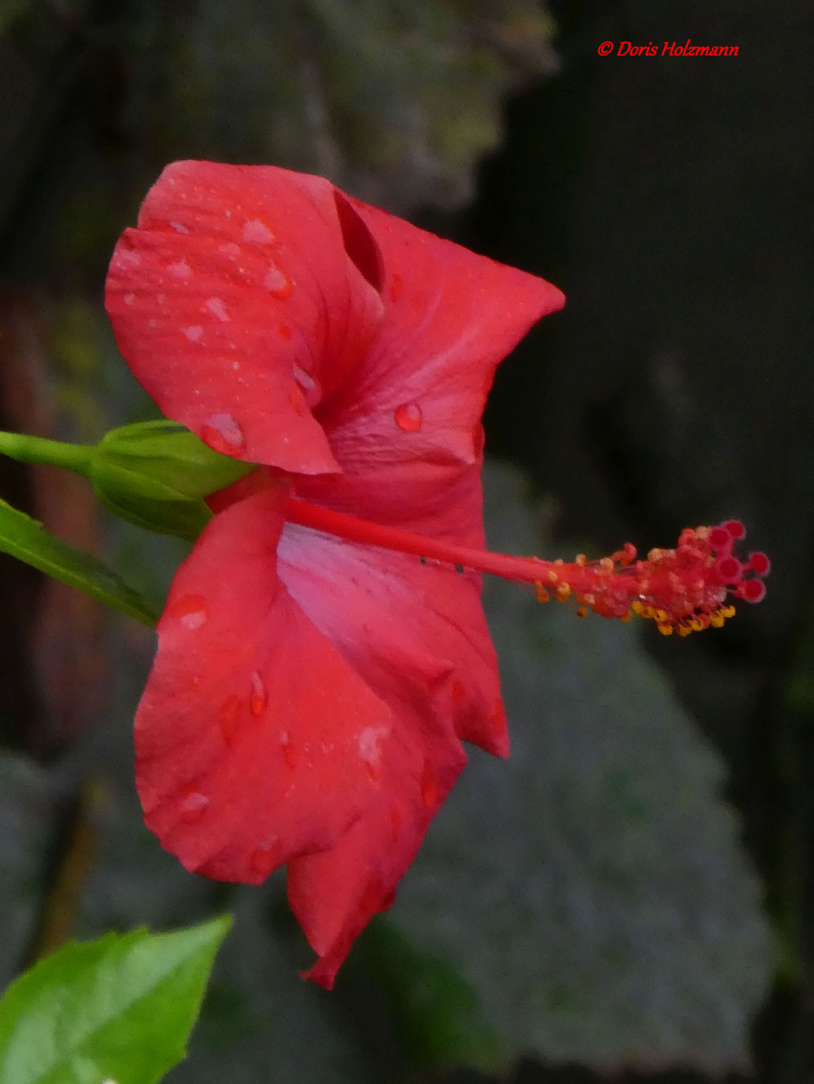 Hibiscus
