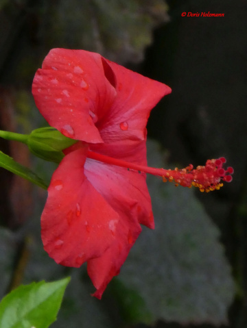 Hibiscus