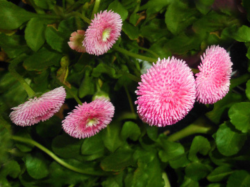 BLÜTEN