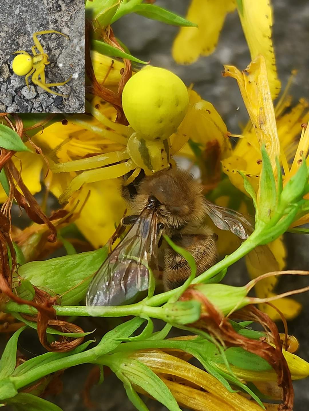 Örümceğin Arı Ziyafeti 