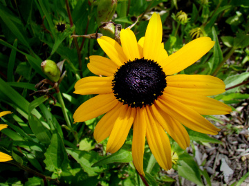 BLÜTE