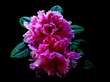 BLÜTEN