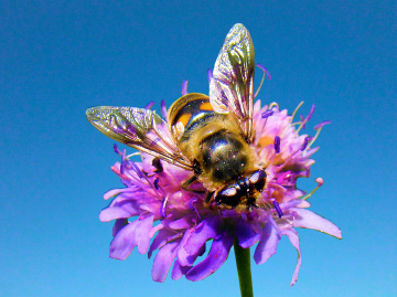 BLÜTE