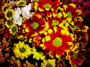 BLÜTEN