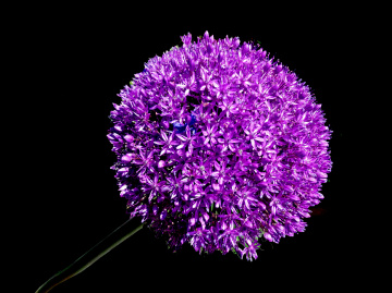 BLÜTEN