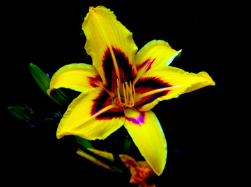 BLÜTE