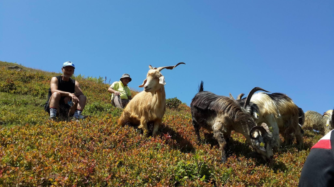 Artvin Heba Yaylası