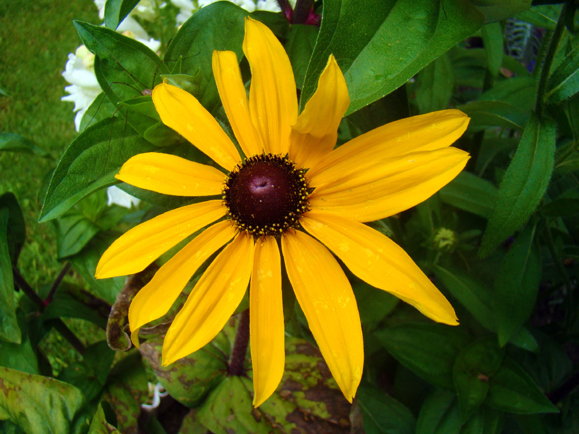 BLÜTE