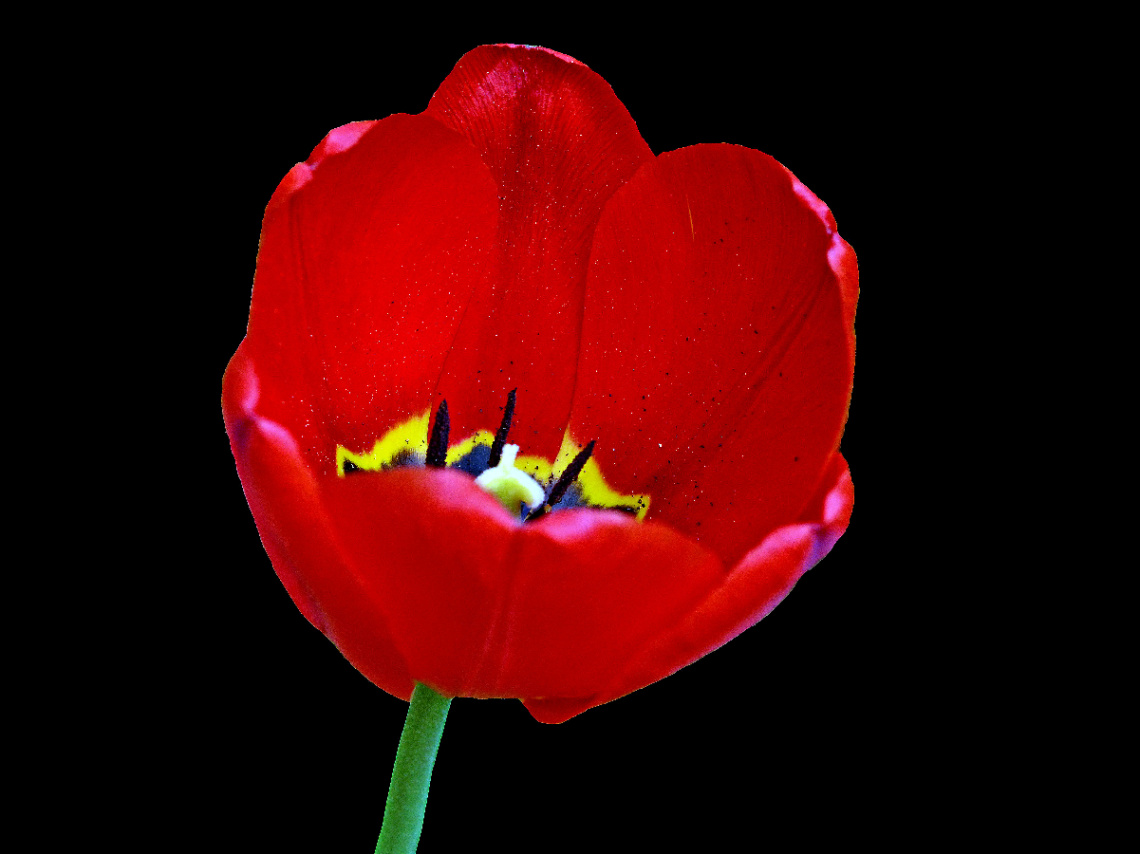 BLÜTE