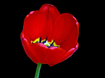 BLÜTE
