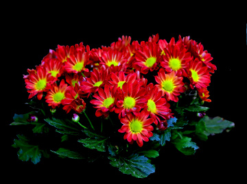 BLÜTEN