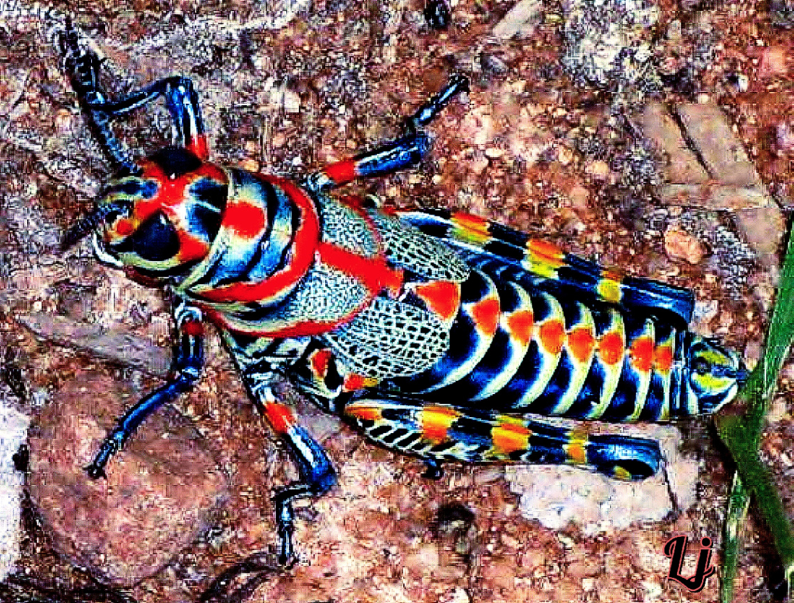 Hopping Rainbow 
