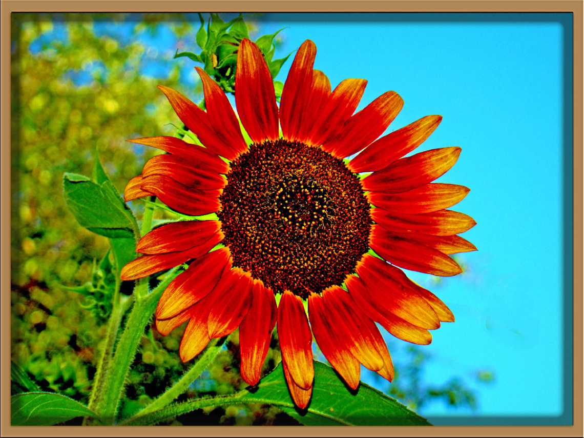 BLÜTE