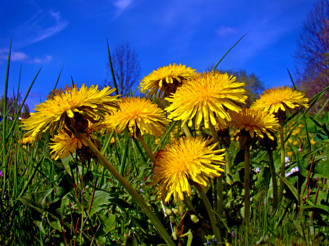 BLÜTEN