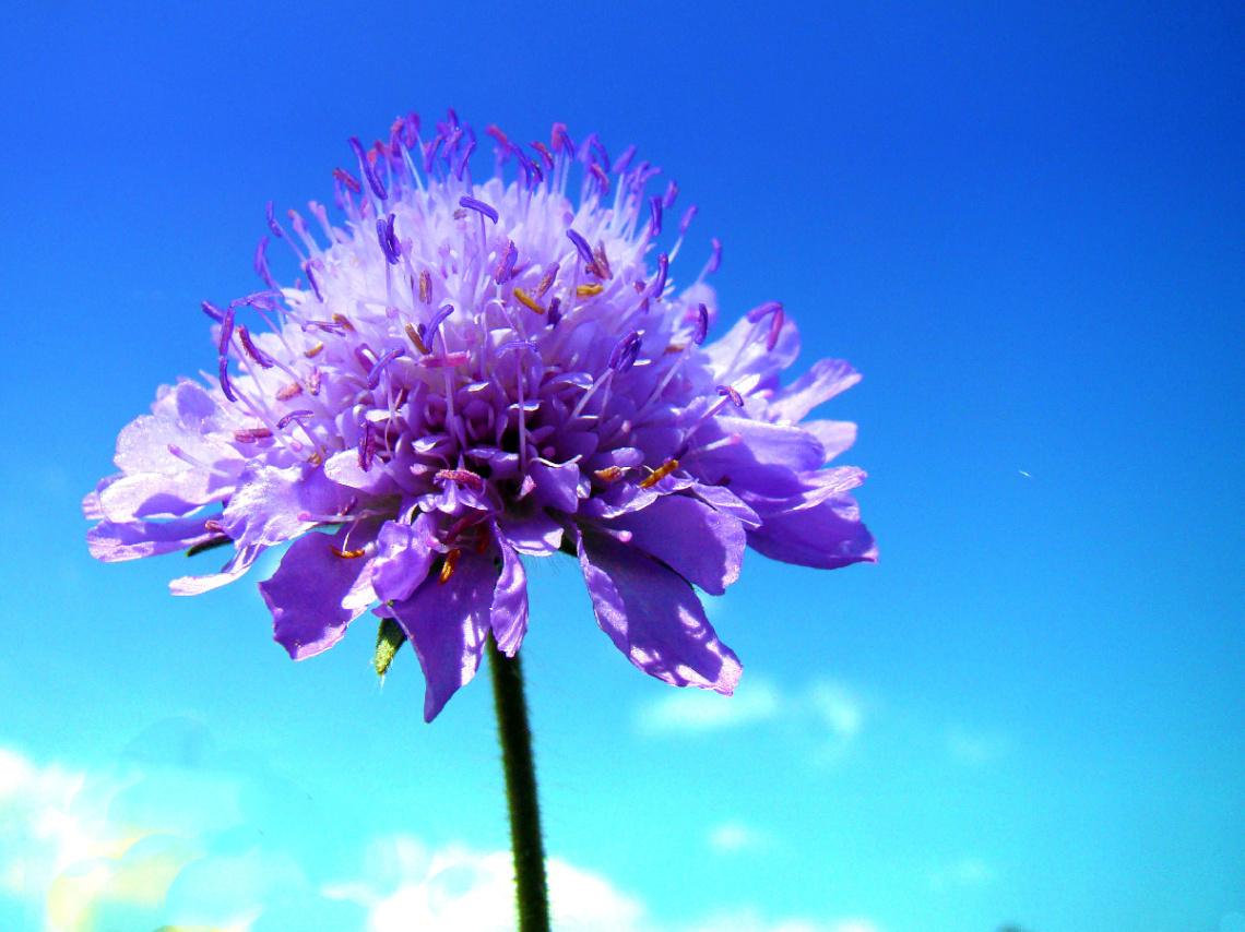 BLÜTE