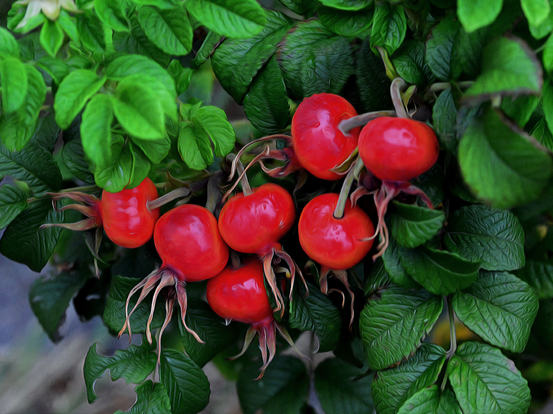 ROT