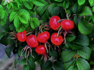 ROT