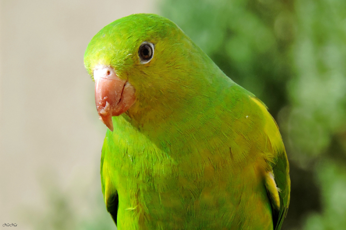 Periquito