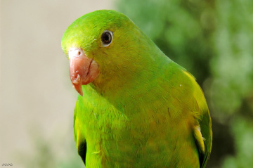 Periquito
