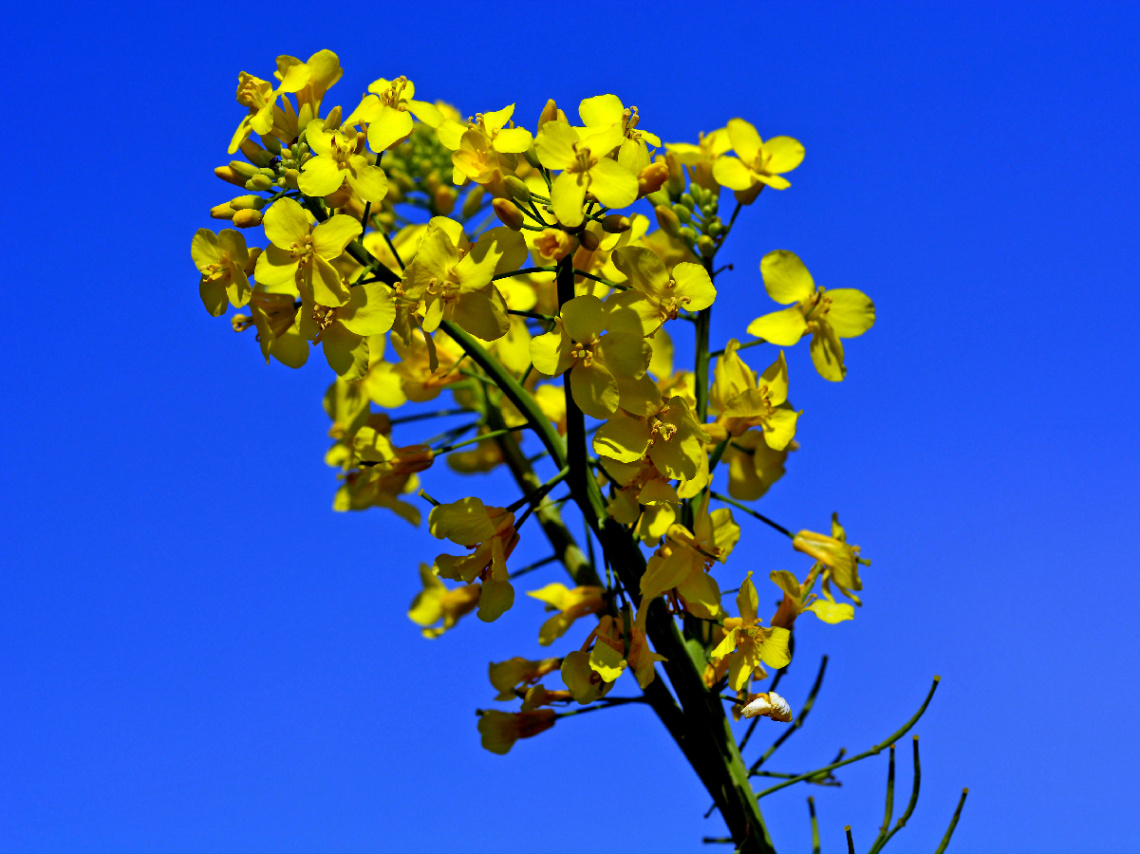 BLÜTEN