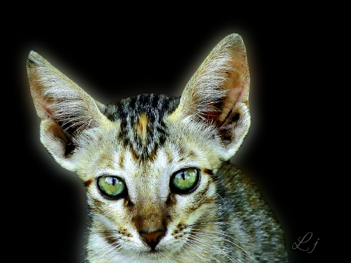 Mr Big-Ear