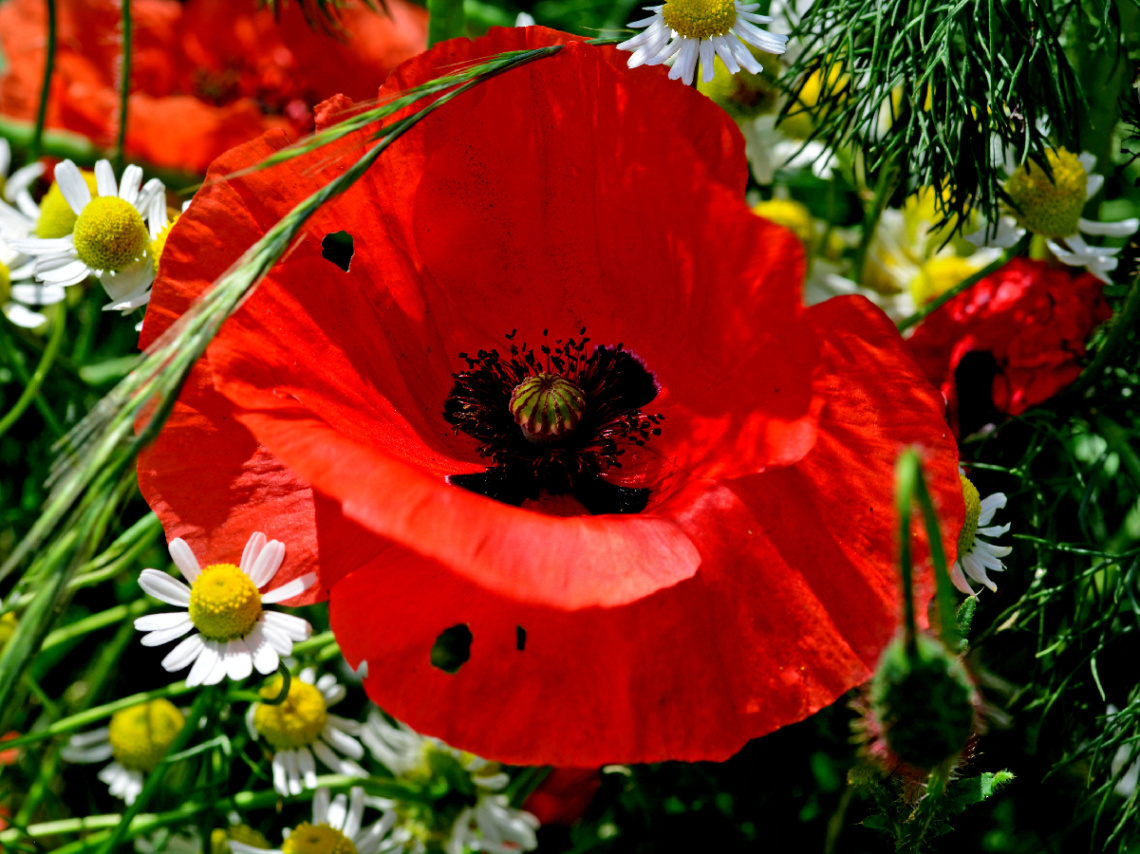 BLÜTEN