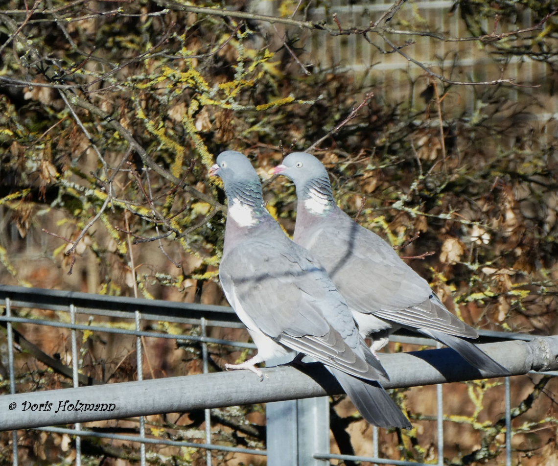 Pigeons in the neighborhood