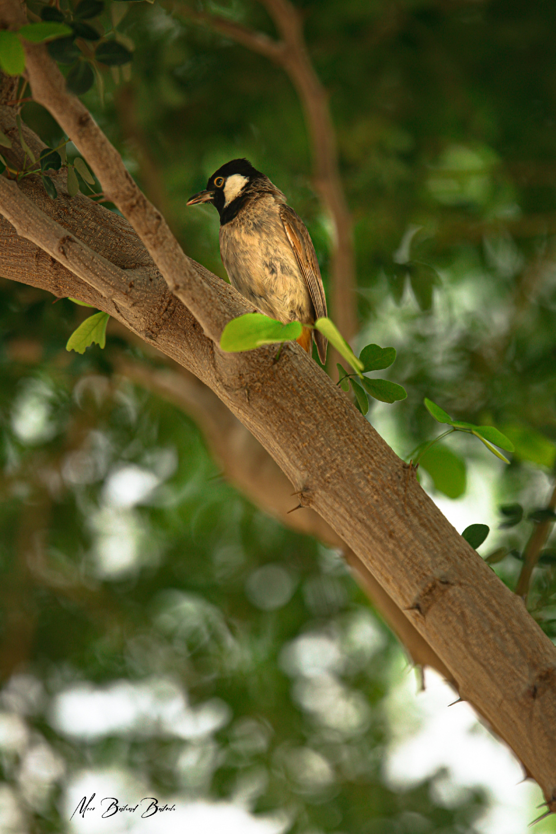 White-eared Bulbul