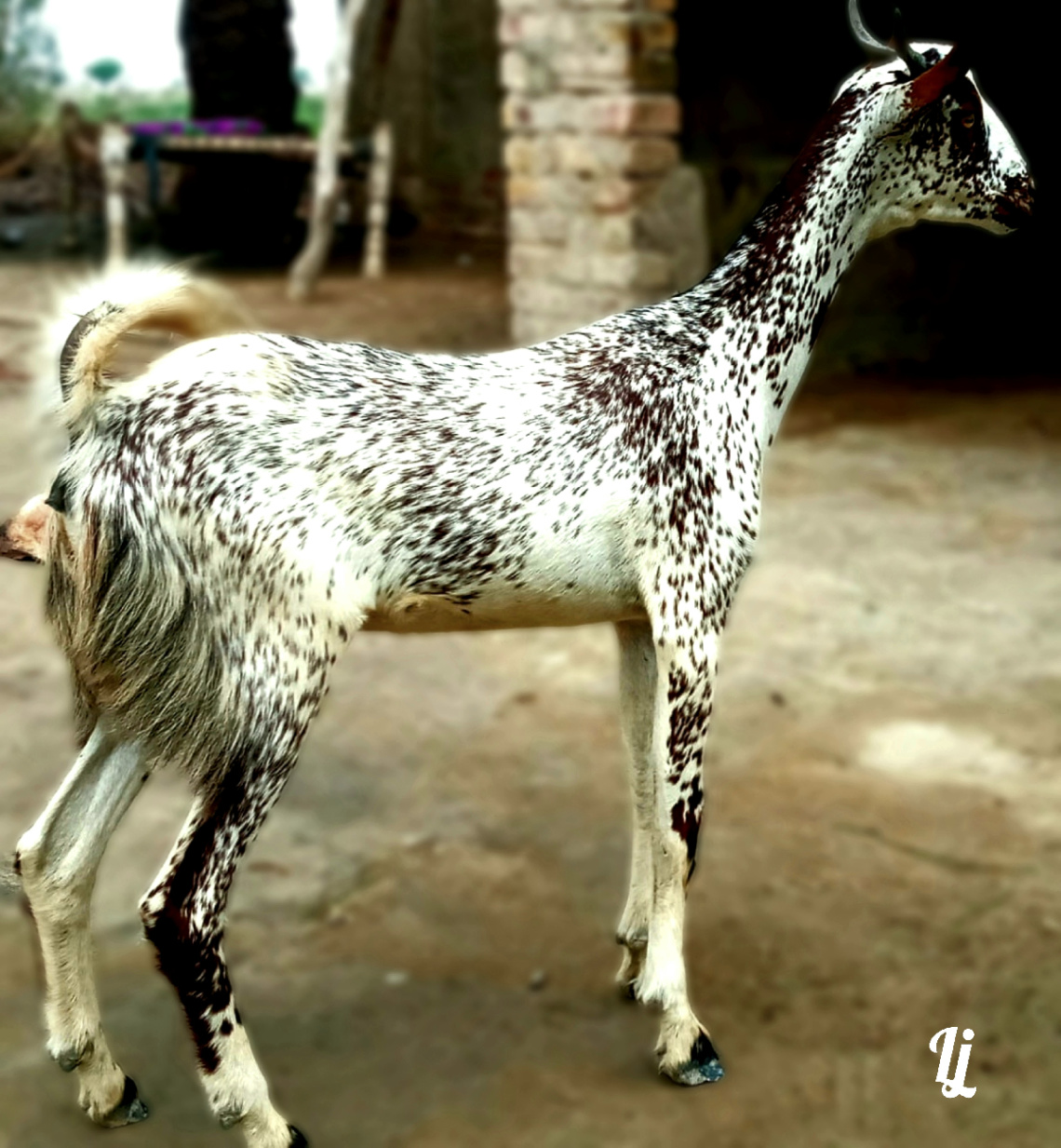 Beautiful Goat