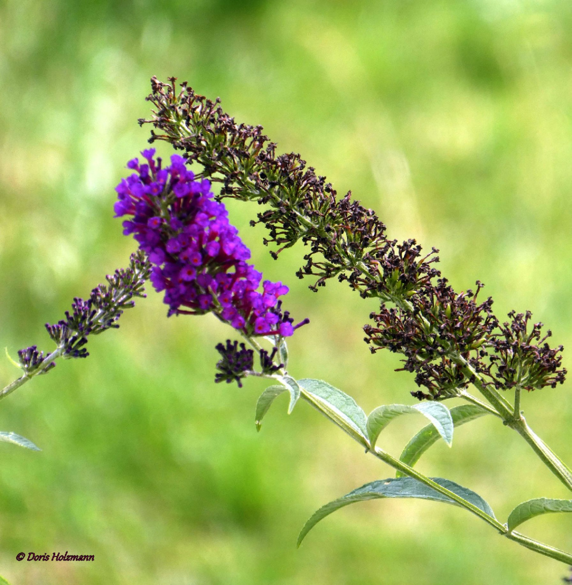 Butterfly Lilac (Buddleja davidii)
