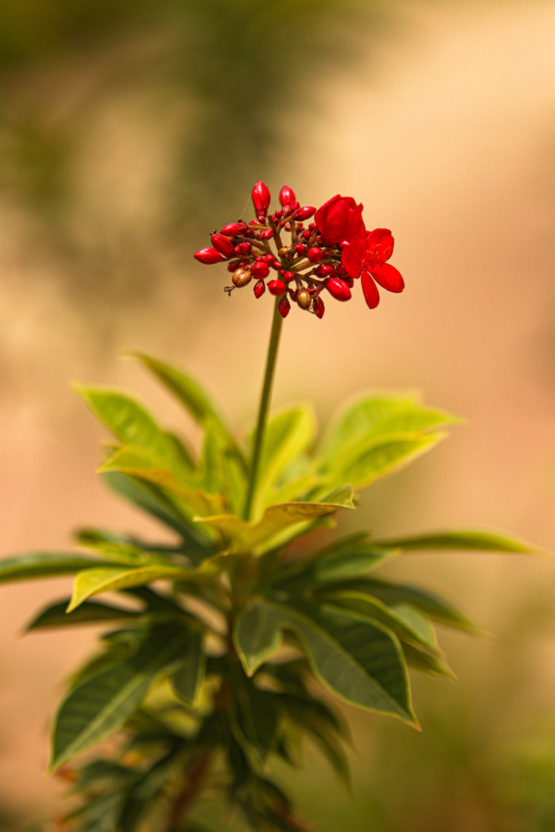 The Flora