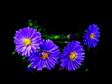BLÜTEN