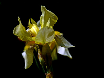 BLÜTE