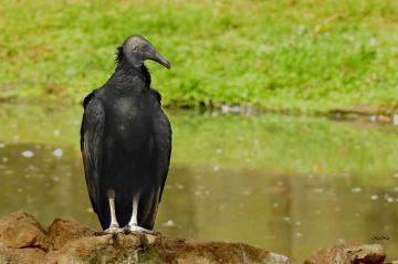 Urubu