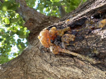 Reçine( Ağacın gözyaşları)
