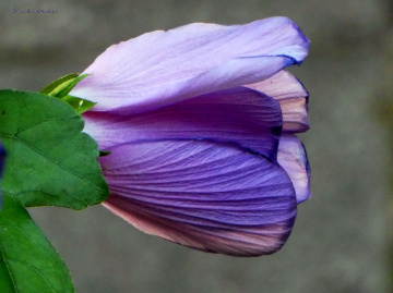 Hibiscus flower