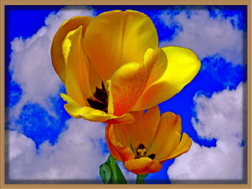 BLÜTEN