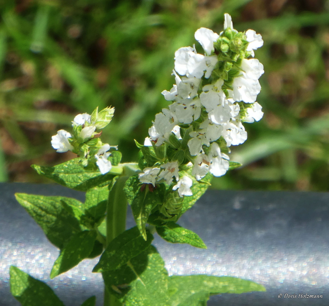 blossoms