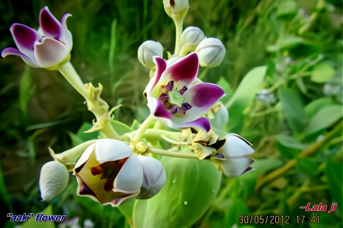 Milkweed  (Calotropis) 