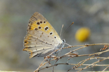 Kelebek