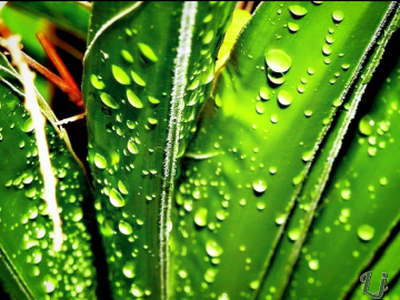 It rained !