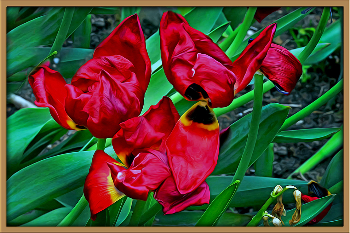 BLÜTEN / BLÜTENBLÄTTER / TULPEN