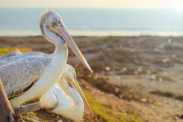Birds Couple