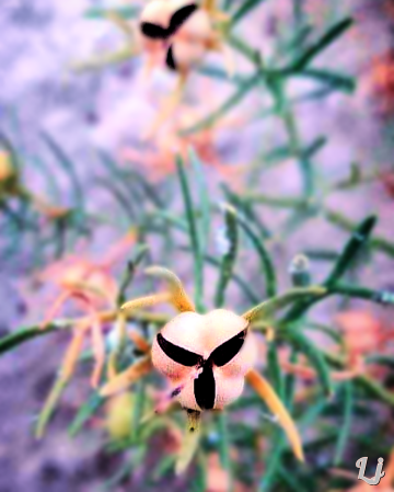 Alien? :) 