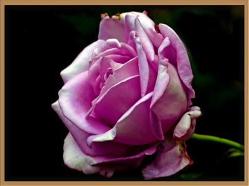 BLÜTE